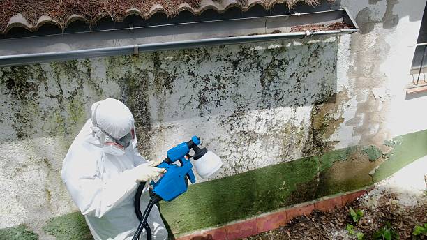 Trusted Mold Testing service in Romeoville, IL - Cheap Mold Removal